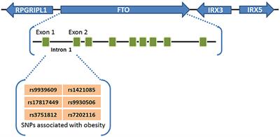 Critical Enzymatic Functions of FTO in Obesity and Cancer